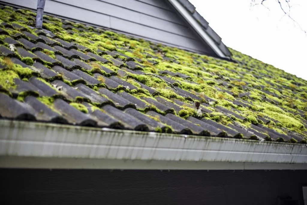 Moss_on_Roof